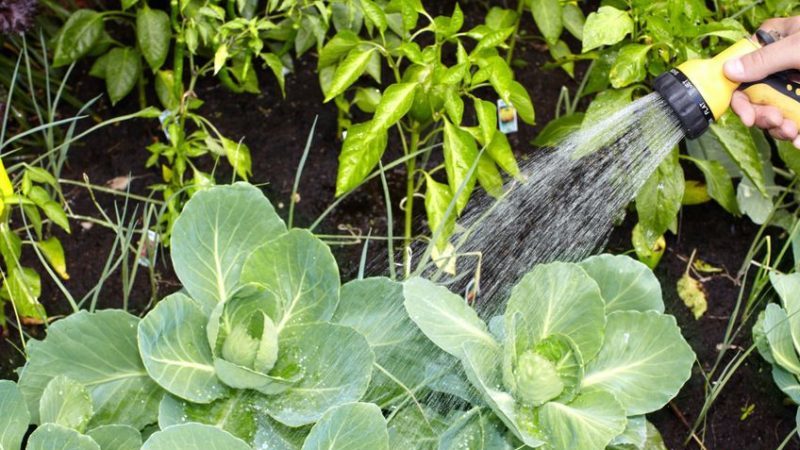 A universal mid-season cabbage variety Nadezhda