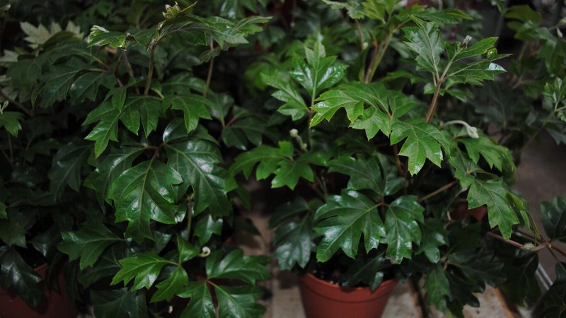Planting indoor grapes and care at home