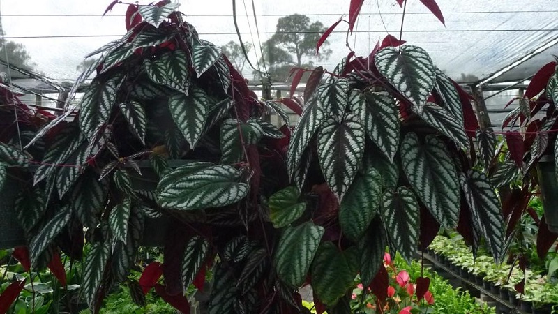 Planting indoor grapes and care at home