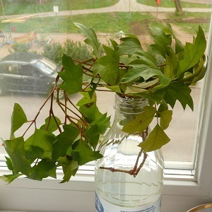 Planting indoor grapes and care at home