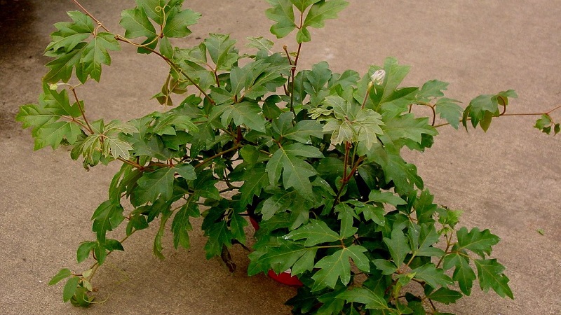 Planting indoor grapes and care at home
