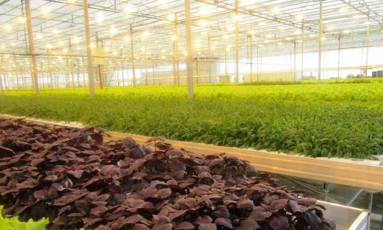 A beginner's guide to planting basil in a greenhouse