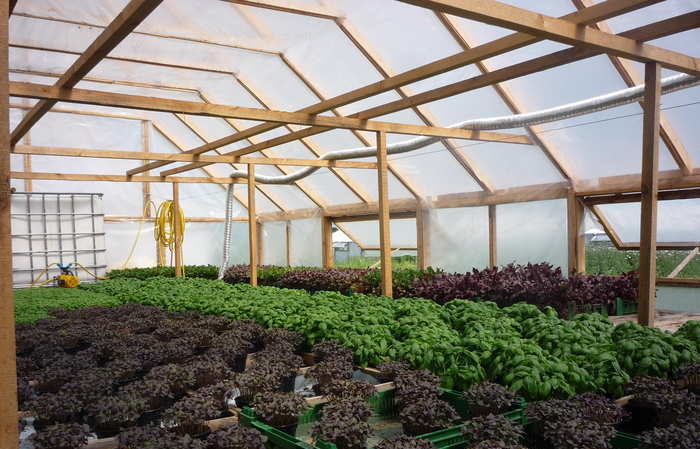 A beginner's guide to planting basil in a greenhouse