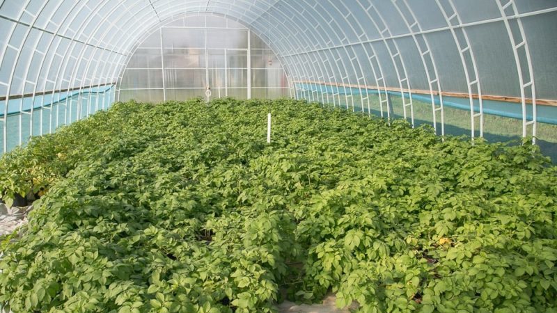 Reasons why basil grows poorly and what to do about it