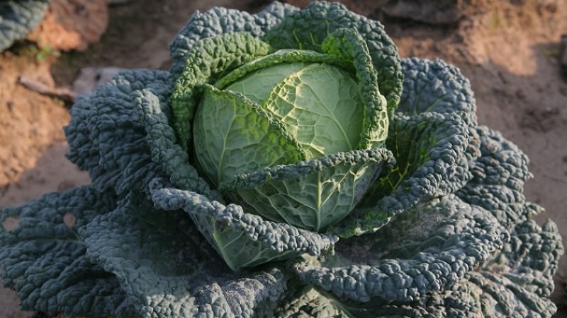 Sowing and growing savoy cabbage