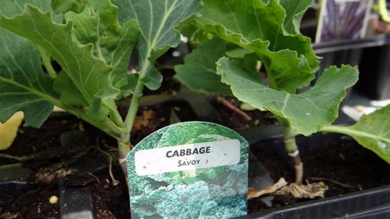Sowing and growing savoy cabbage