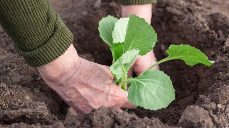 High-yielding cold-tolerant hybrid of Tobia f1 cabbage