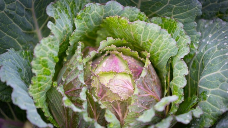 At what temperature does cabbage freeze