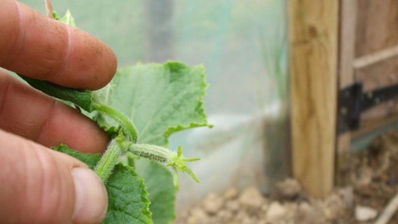 How to pinch cucumbers in a greenhouse correctly: rules of care from planting to harvest