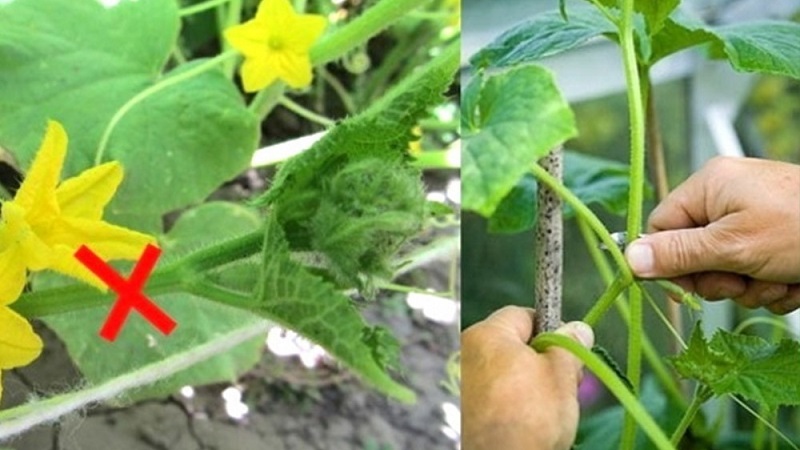 How to properly cut the leaves of cucumbers in the greenhouse and should it be done?
