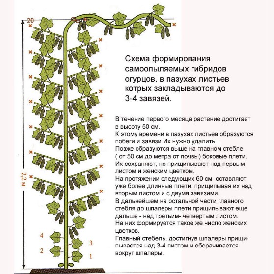 How to pinch cucumbers in a greenhouse correctly: rules of care from planting to harvest