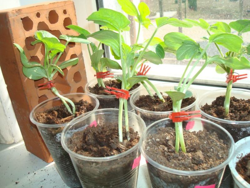 Schemes and subtleties of grafting watermelon on a pumpkin