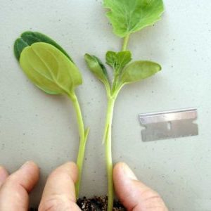Schemes and subtleties of grafting watermelon on a pumpkin