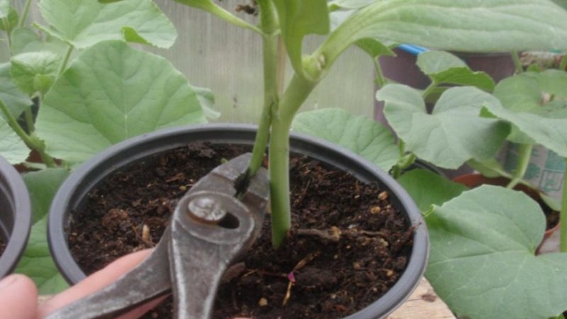 Schemes and subtleties of grafting watermelon on a pumpkin