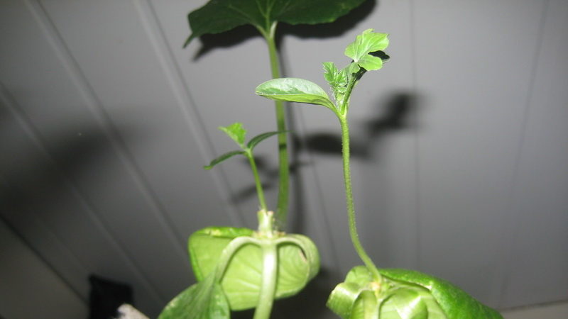 Schemes and subtleties of grafting watermelon on a pumpkin