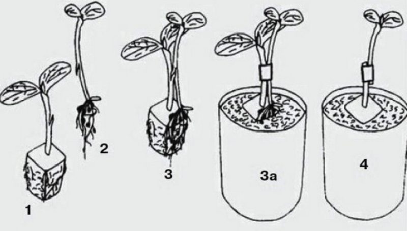 Schemes and subtleties of grafting watermelon on a pumpkin
