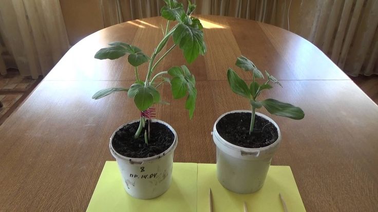 Schemes and subtleties of grafting watermelon on a pumpkin
