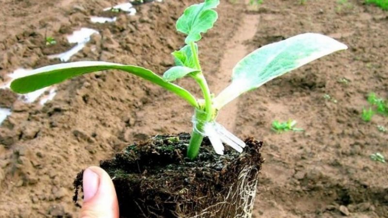 Schemes and subtleties of grafting watermelon on a pumpkin