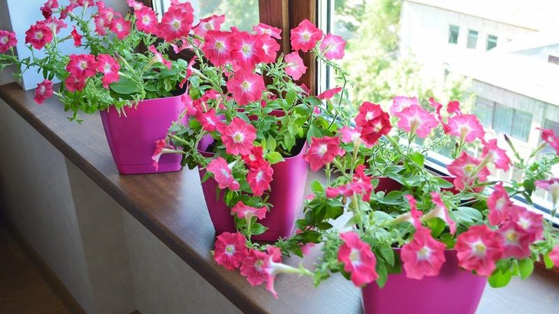 The best ways to extend the flowering of petunias in pots: advice from experienced flower growers