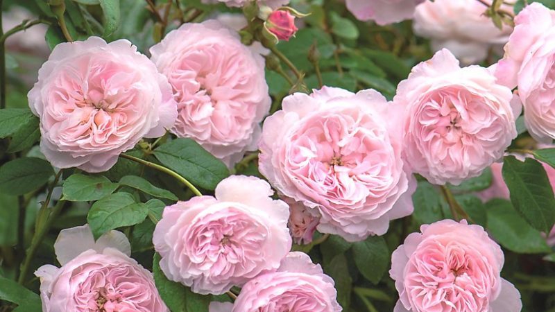 A guide to cutting roses in the fall at home for beginner florists
