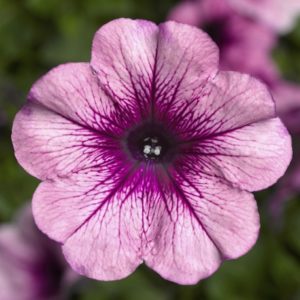 Why petunia flowers are good and how to grow them correctly