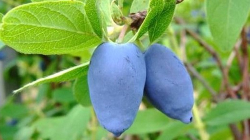 Early ripe honeysuckle variety Slavyanka