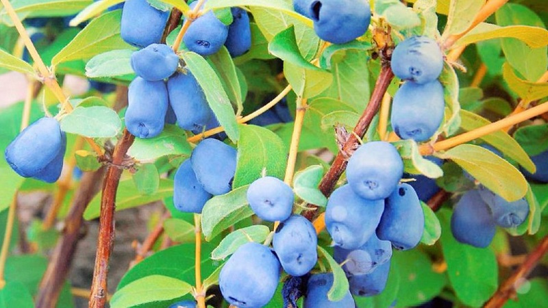 When honeysuckle ripens in different regions