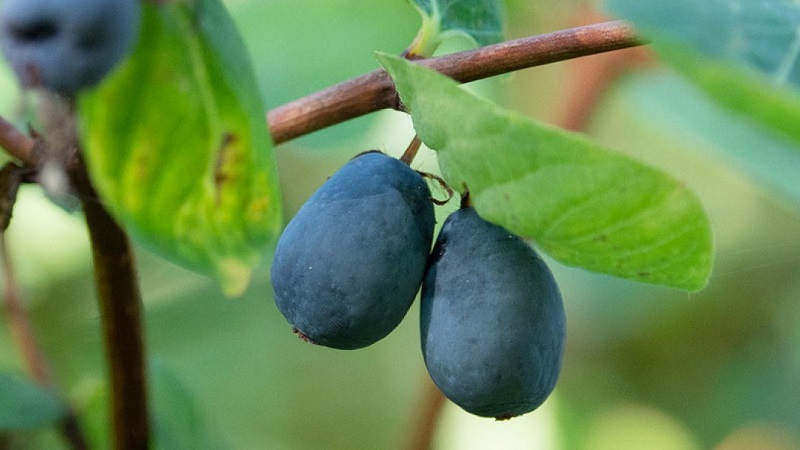 Early ripe honeysuckle variety Slavyanka