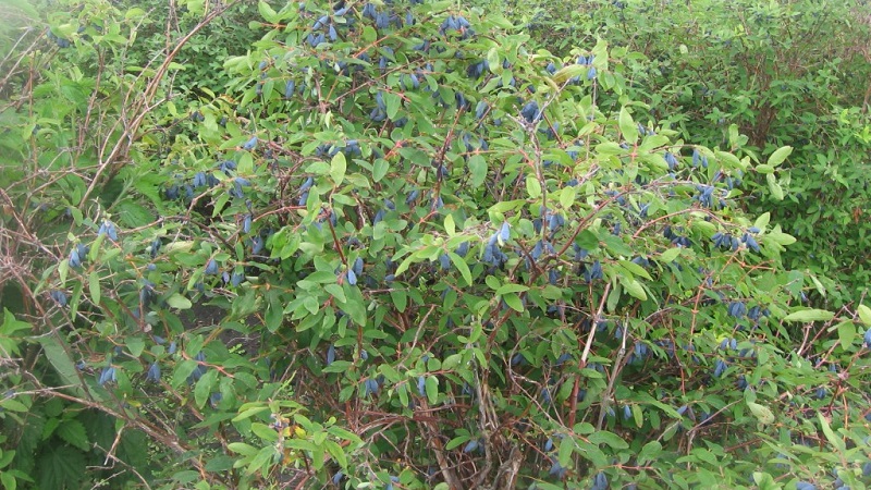 Early ripe honeysuckle variety Slavyanka