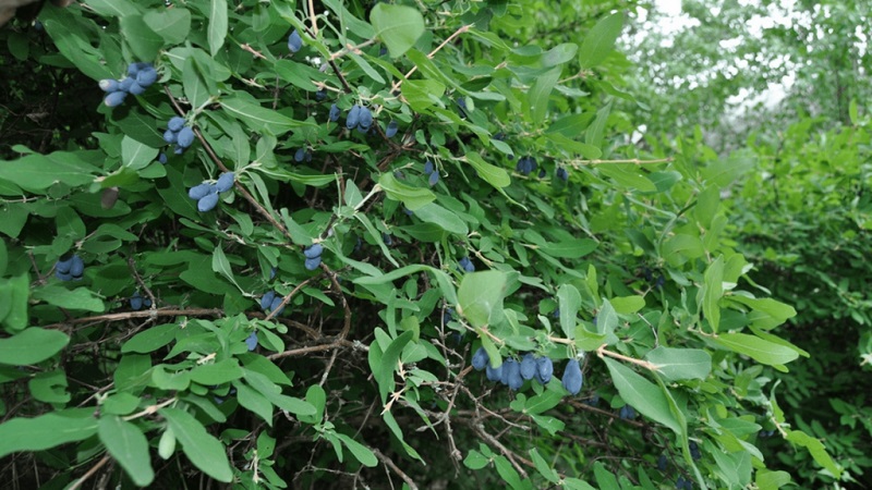 Early ripe honeysuckle variety Slavyanka