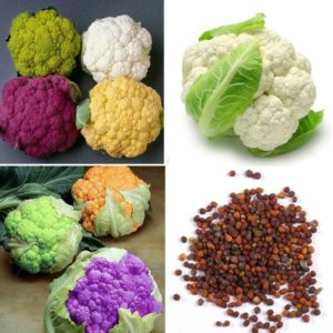 Purple cauliflower: description and photo