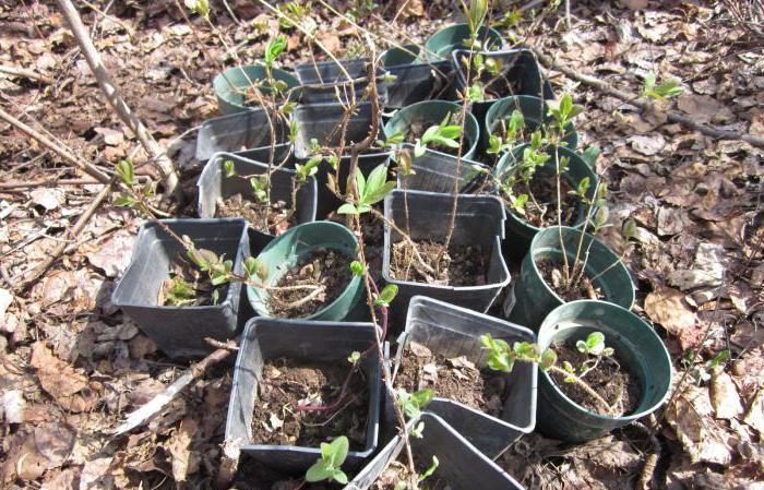 Early ripe frost-resistant honeysuckle variety Avacha