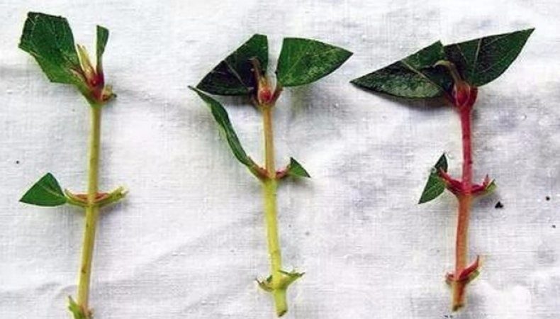 New variety of edible honeysuckle Aurora