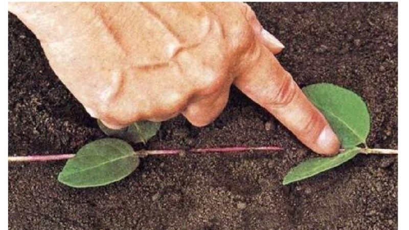 What are the advantages of multiplying honeysuckle by layering and how to carry out the procedure correctly