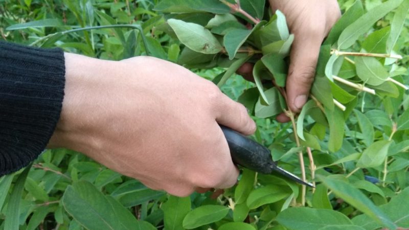 Early ripe sweet variety of honeysuckle Leningrad giant