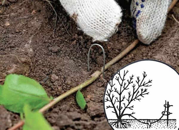 Planting and caring for honeysuckle outdoors