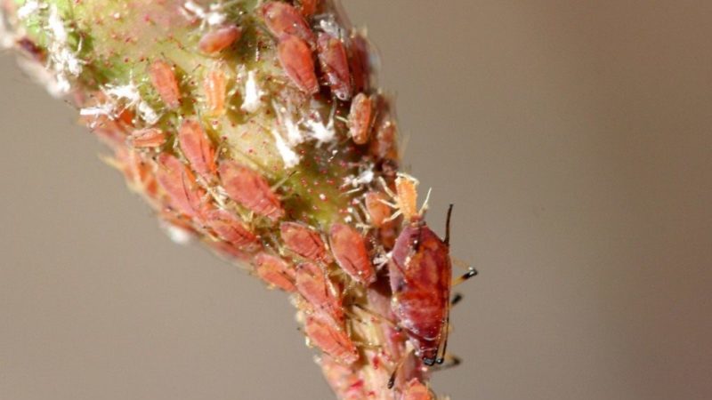 How to protect bushes and how to treat roses in spring from diseases and pests