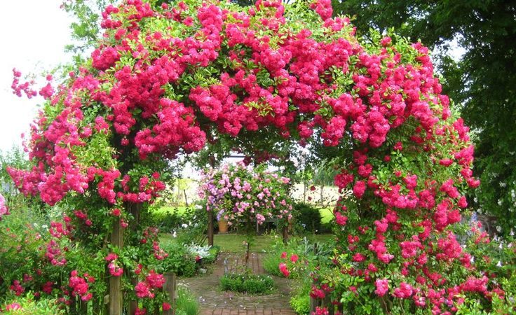 A guide to cutting roses in the fall at home for beginner florists