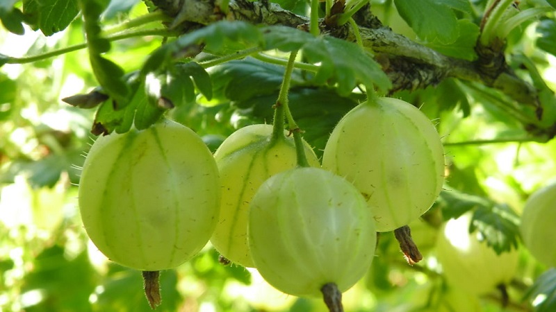 The largest gooseberry varieties