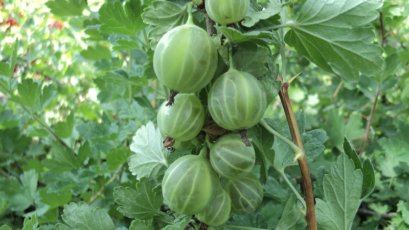 The largest gooseberry varieties