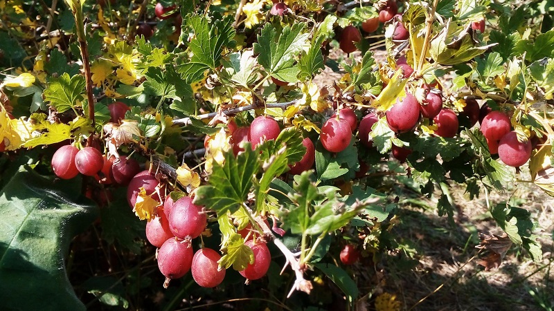 How to feed gooseberries in spring