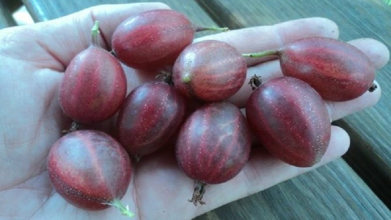 The largest gooseberry varieties