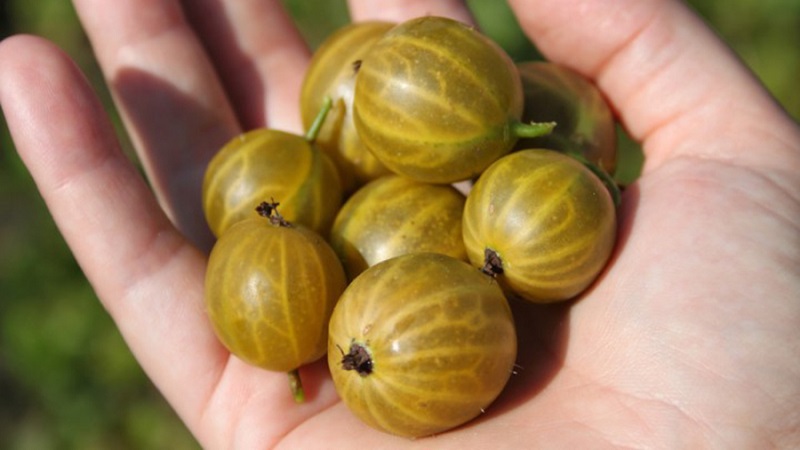 The largest gooseberry varieties