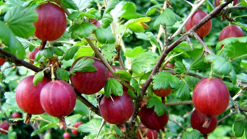 The largest gooseberry varieties