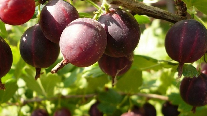 The largest gooseberry varieties