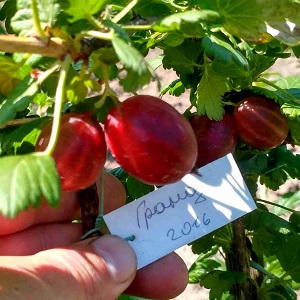 The largest gooseberry varieties
