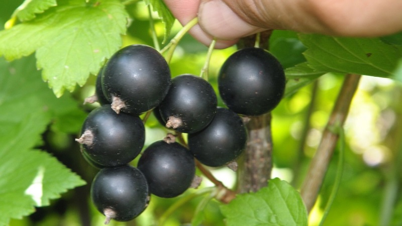The sweetest varieties of large-fruited black currant