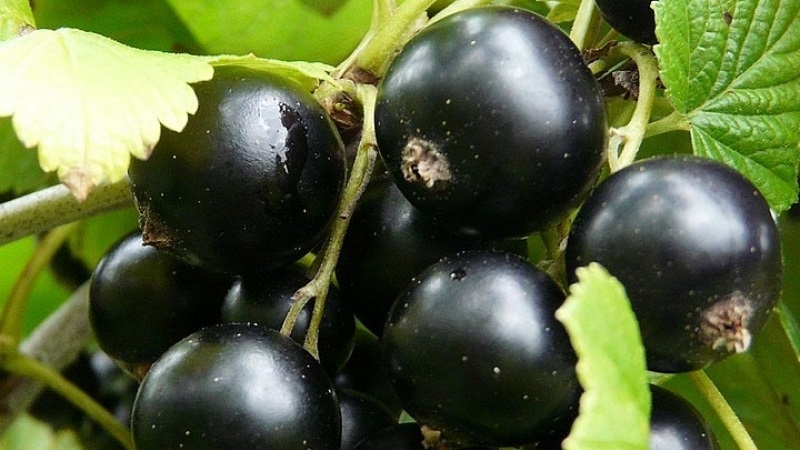 The sweetest varieties of large-fruited black currant
