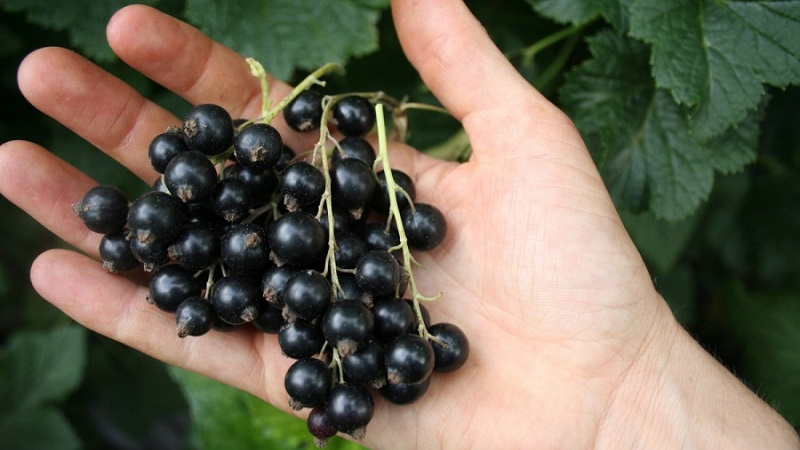 The sweetest varieties of large-fruited black currant