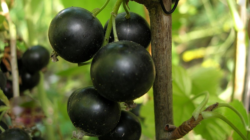 The sweetest varieties of large-fruited black currant